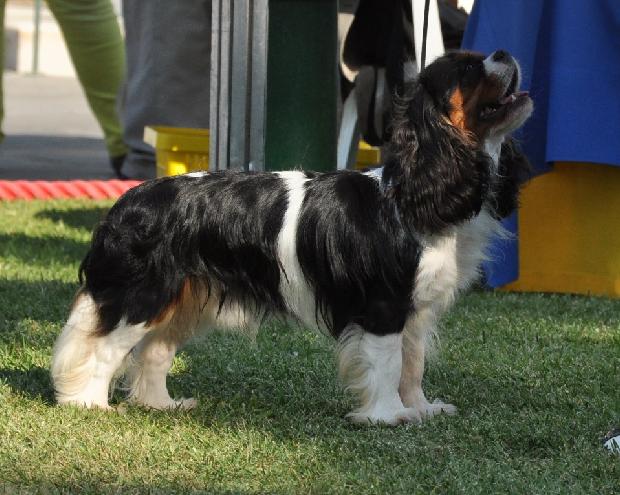 Cavalier King Charles