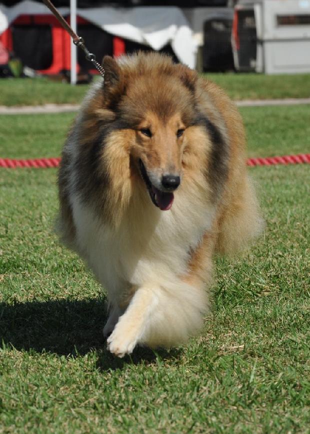 Collie de Pêlo Comprido