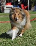 Collie de Pêlo Comprido