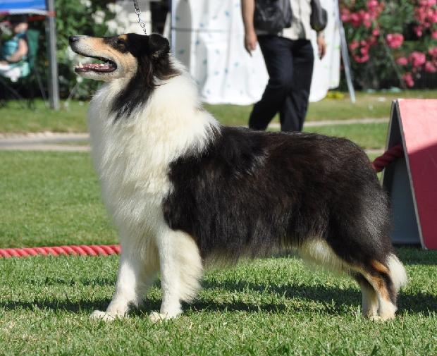 Collie de Pêlo Comprido