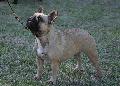 Bouledogue Francês