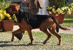 Cães