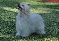 Chinese Crested Dog