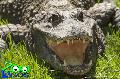 Crocodilo-anão - Zoo de Lagos