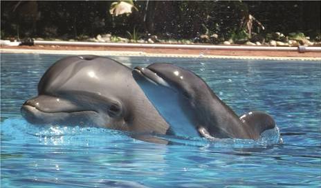 Golfinhos Zoo Lisboa