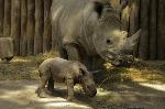 Cria de Rinoceronte-branco nasce no Jardim Zoológico