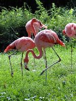 Aves