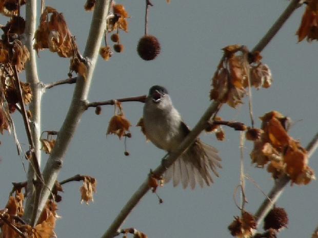 Toutinegra-de-barrete-preto