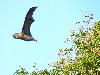 Raposa-voadora-gigante - <i>(Pteropus vampyrus)</i>