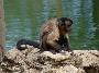Macaco-capuchinho