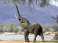 Elefante