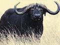 Búfalo Negro